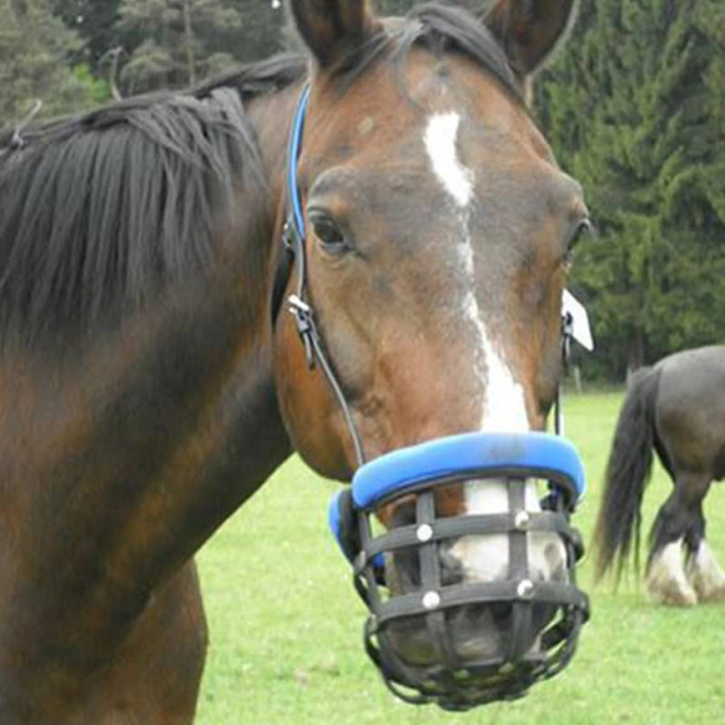 Un cheval blanc dans un pâturage mange de l'herbe verte Un cheval