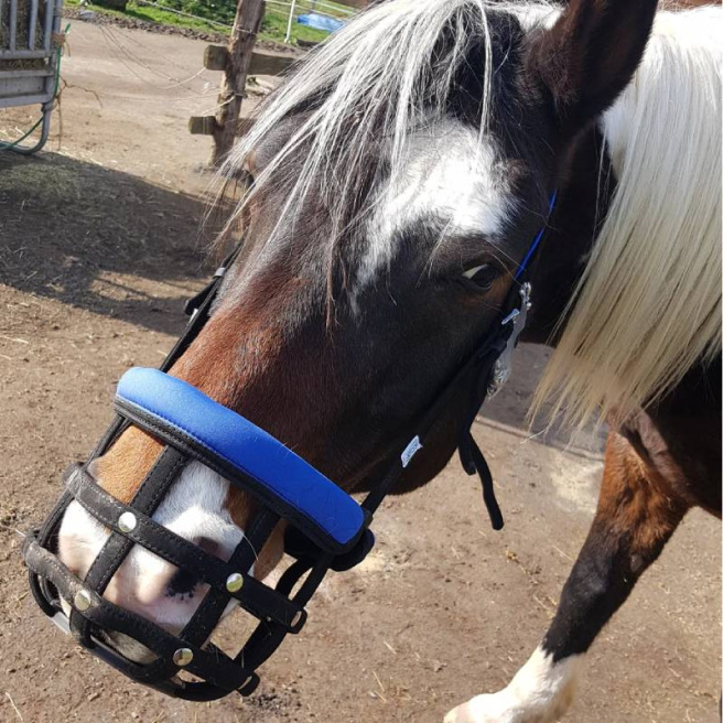 Museau De Pâturage Pour Cheval « Breezy Grazer » - Taille Réelle L