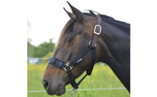 Comment choisir la taille de mon licol ThinLine® ?