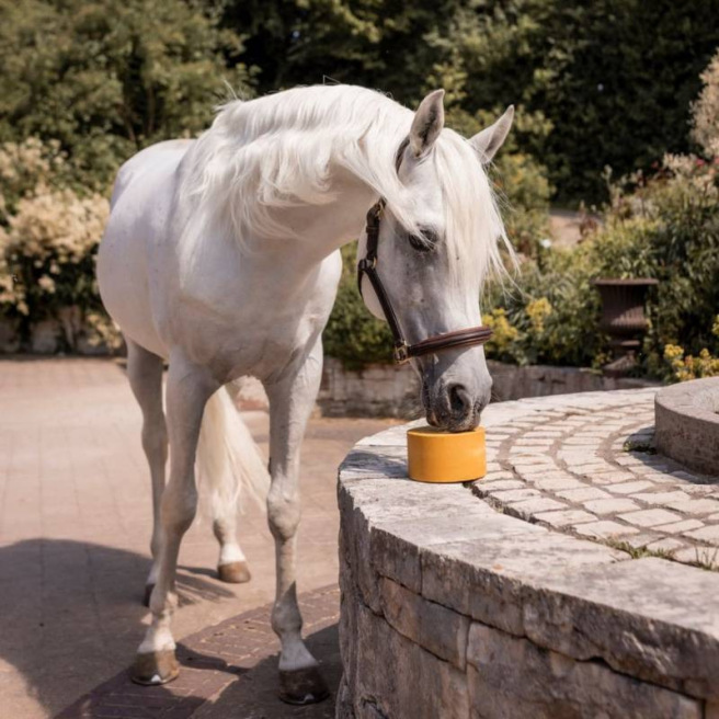 Pierre à sel Zincoblock