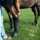 Easyboot Remedy. Botte de trempage et de soin pour chevaux.