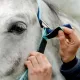 Licol de sécurité Horseware® rouge fluorescent