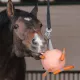 Balle à carottes gonflable