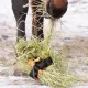 TUCK’N’TREAT – Enrichissement alimentaire stimulant pour les chevaux