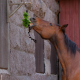 TUCK’N’TREAT – Enrichissement alimentaire stimulant pour les chevaux