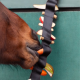 TUCK’N’TREAT – Enrichissement alimentaire stimulant pour les chevaux