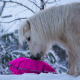 Fluffy Feeder - distributeur de foin slowfeeder