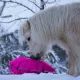 Fluffy Feeder - distributeur de foin slowfeeder