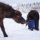 Fluffy Feeder - distributeur de foin slowfeeder