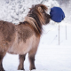 Fluffy Feeder - distributeur de foin slowfeeder