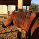 Grattoir pour chevaux - Two Fair Mares