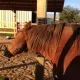 Grattoir pour chevaux - Two Fair Mares