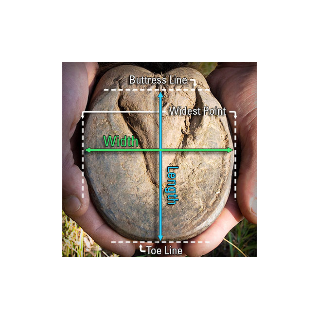 Hipposandales vétérinaires Cloud