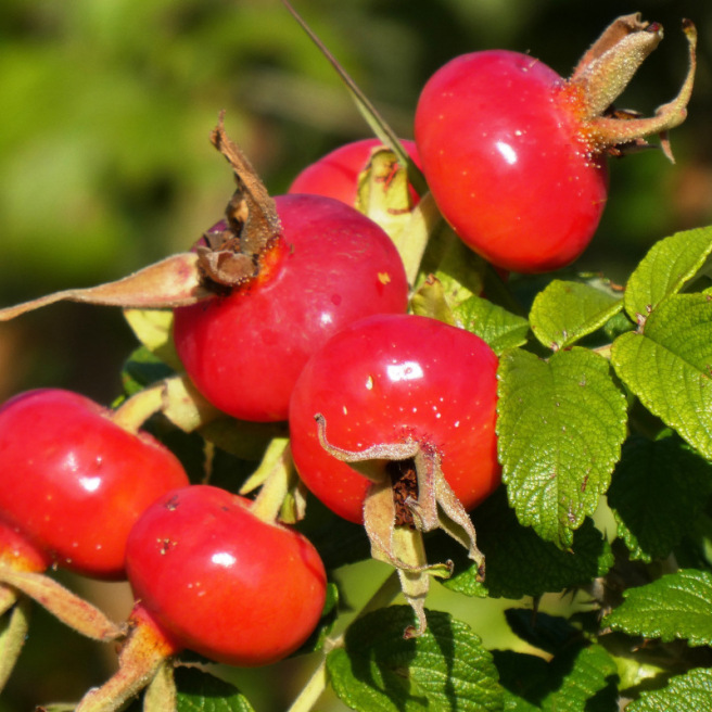 Baies de Cynorrhodon séchées - 500g