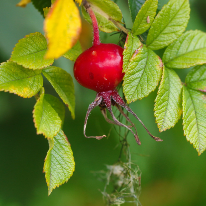Baies de Cynorrhodon séchées - 500g