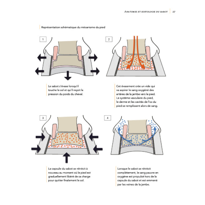 La Fourbure - Comprendre, guérir, prévenir