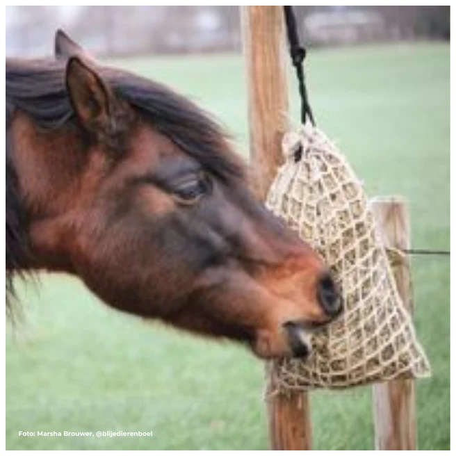 Filet à foin extra-résistant sans nœud HayQuine® - du XS au XL, avec ou sans rabat