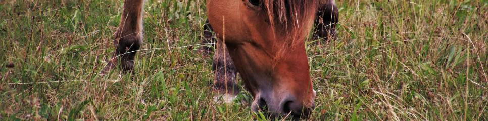 Alimentation du cheval au naturel