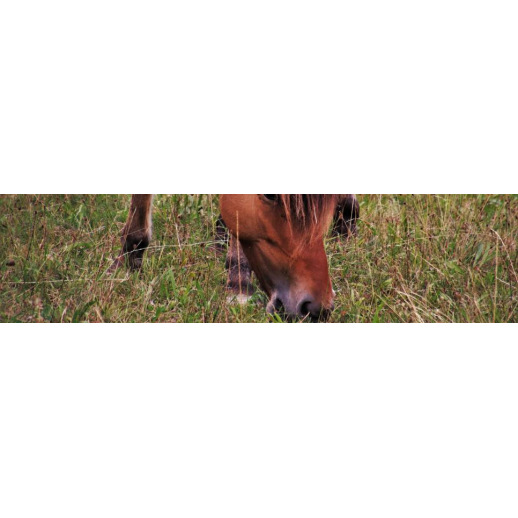 Alimentation du cheval au naturel