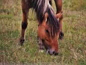 Alimentation du cheval au naturel