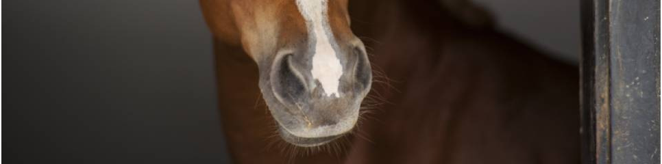 Soutien du système respiratoire