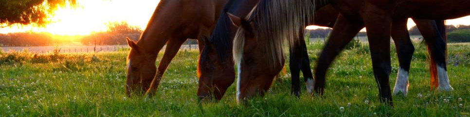 Soutien du métabolisme