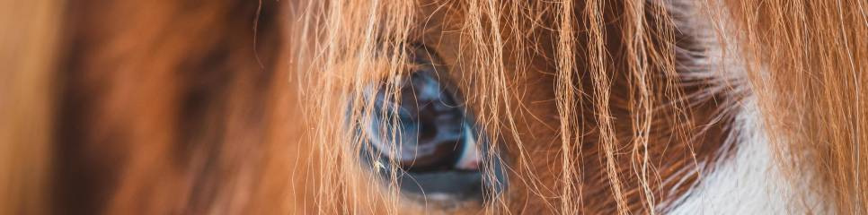 Soin de la peau et anti-mouches