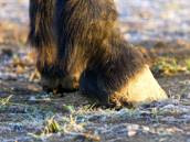 Soin des pieds