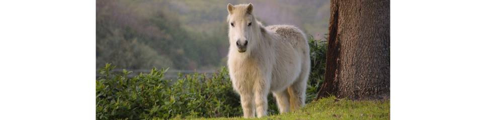 Compléments - Fourbure, obésité, SME, Cushing