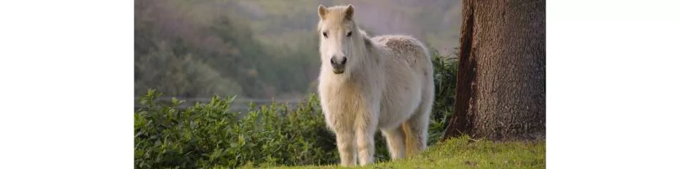 Compléments - Fourbure, obésité, SME, Cushing