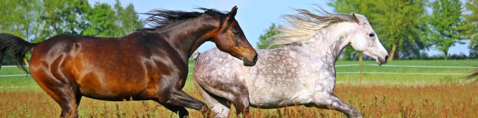 Vitamines, minéraux et oligo-éléments