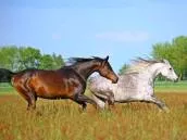 Vitamines, minéraux et oligo-éléments